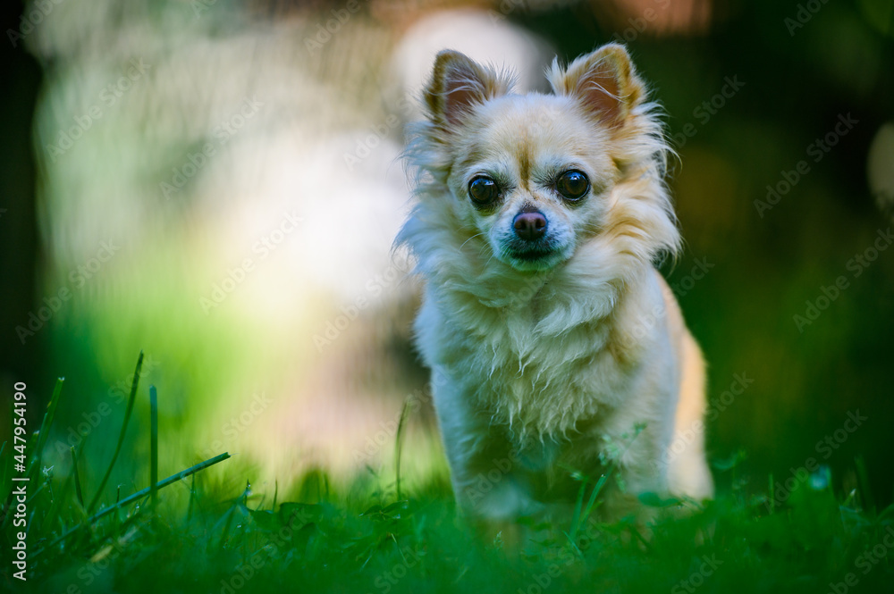 Little cute chihuahua sitting in fresh green grass. It's summer, the sun is shining and the colors are vibrant. Little cute chihuahua sitting in fresh green grass. It's summer, the sun is shining and the colors are vibrant.