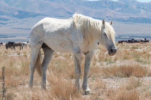 Majestic Wild Horse Stallion in the Utah Desert
