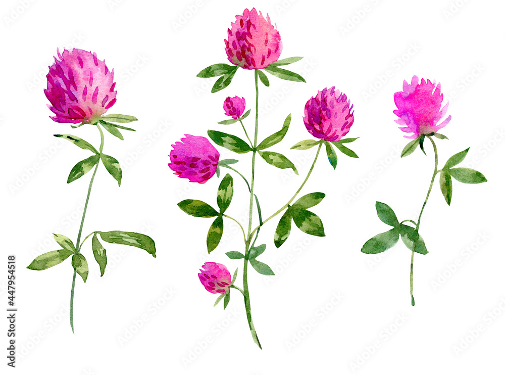 Watercolor pink clover. Hand drawn floral illustration
