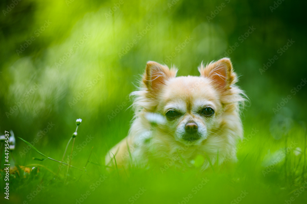 Little cute chihuahua lying in fresh green grass. It's summer, the sun is shining and the colors are vibrant. Little cute chihuahua lying in fresh green grass. It's summer, the sun is shining and the colors are vibrant.