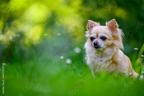 Little cute chihuahua sitting in fresh green grass. It's summer, the sun is shining and the colors are vibrant.