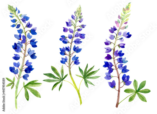 Watercolor bluebonnets. Hand drawn flowers. Isolated on white background
