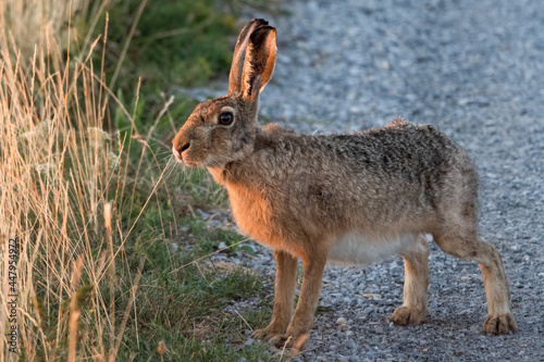 hase, tier, hase, feldhase, wild, gras, säugetier, ohr, wild lebende tiere, braun © Oliver