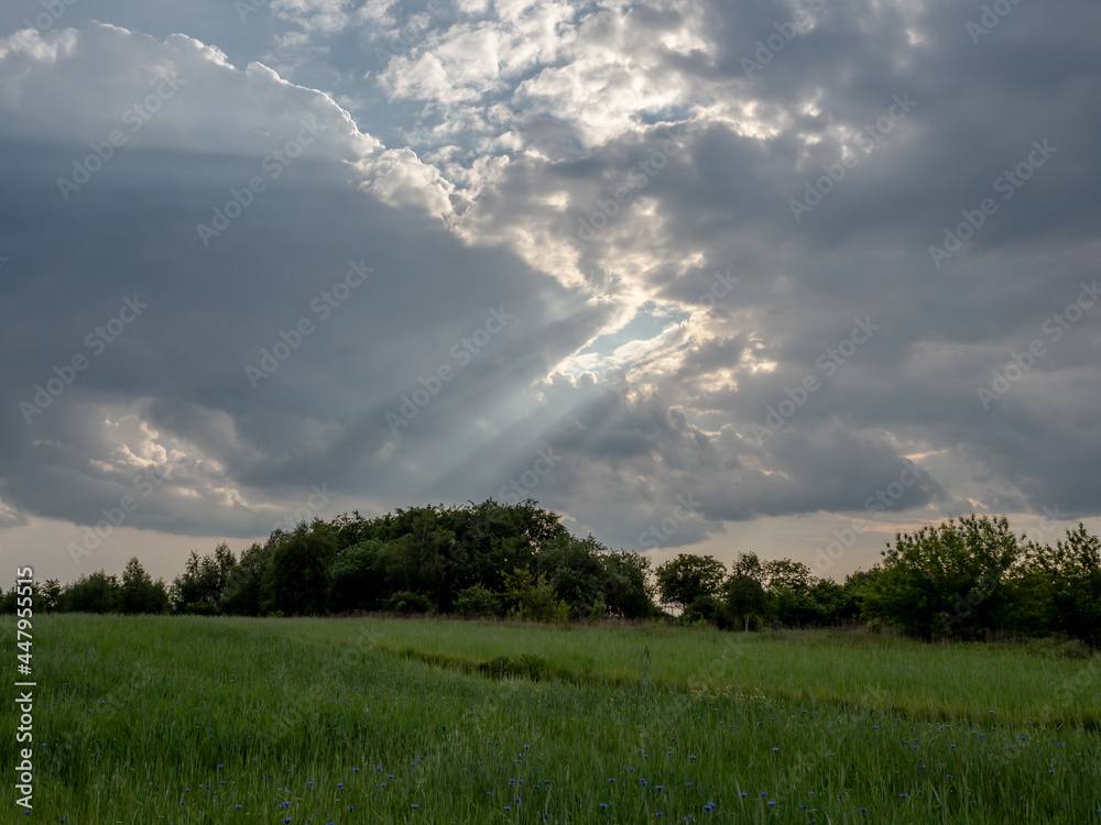 Beautiful landscape with a field of green grain and clouds in the summer sky
