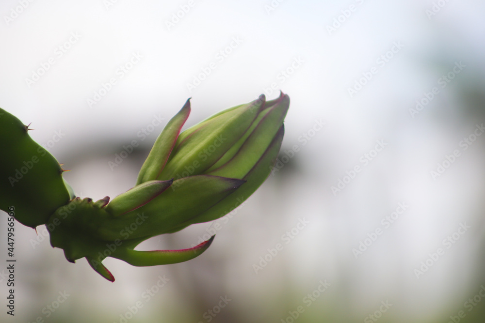 PITAHAYA FLOWER OR DRAGON FRUIT OF THE PHYSISCAL GRAFFITI OF RED SKIN AND RED PULP, IN AN ORGANIC PLANTATION OF EXOTIC TROPICAL FRUITS PITAHAYA FLOWER OR DRAGON FRUIT OF THE PHYSISCAL GRAFFITI OF RED SKIN AND RED PULP, IN AN ORGANIC PLANTATION OF EXOTIC TROPICAL FRUITS