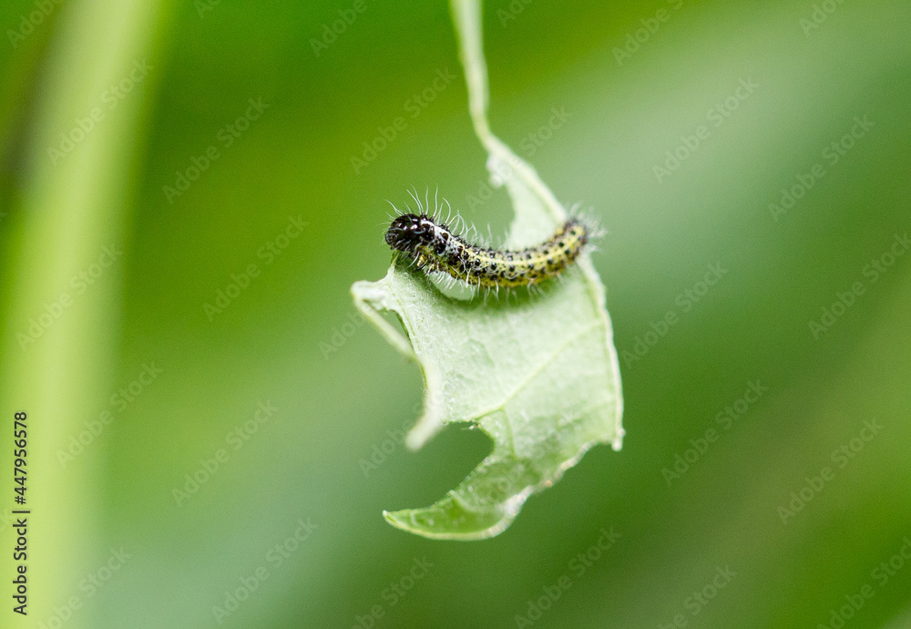 A single white cabbage butterfly (Pieris rapae) caterpillar feeding on a partially eaten Green Nasturtium Leaf. They are a gardeners pest as they crucify crops and some plants. A single white cabbage butterfly (Pieris rapae) caterpillar feeding on a partially eaten Green Nasturtium Leaf. They are a gardeners pest as they crucify crops and some plants.