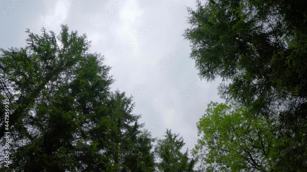 Looking up tree branches - some with leaves other coniferous, sky in background Looking up tree branches - some with leaves other coniferous, sky in background