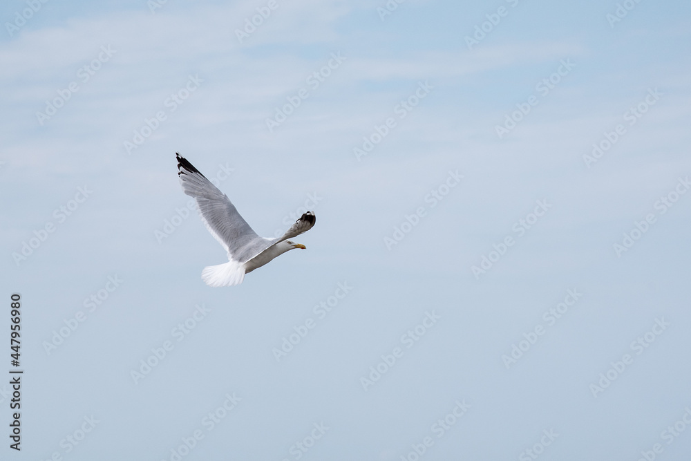 Obraz premium Möwe im Flug
