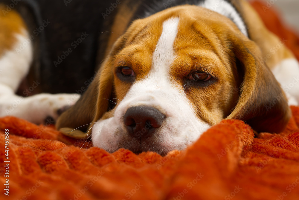 cute beagle puppy resting on an orange plaid. portrait of a beautiful Beagle puppy. Dog relaxing on the carpet