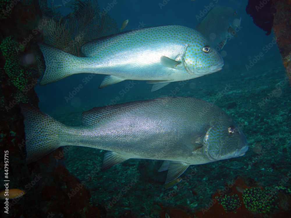 Painted Sweetlips (Diagramma Pictum) in the filipino sea 27.11.2013 Painted Sweetlips (Diagramma Pictum) in the filipino sea 27.11.2013