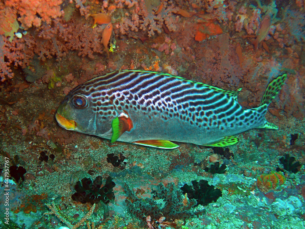 Diagonal banded Sweetlips (Plectorhinchus Lineatus) in the filipino sea 2.2.2014 Diagonal banded Sweetlips (Plectorhinchus Lineatus) in the filipino sea 2.2.2014