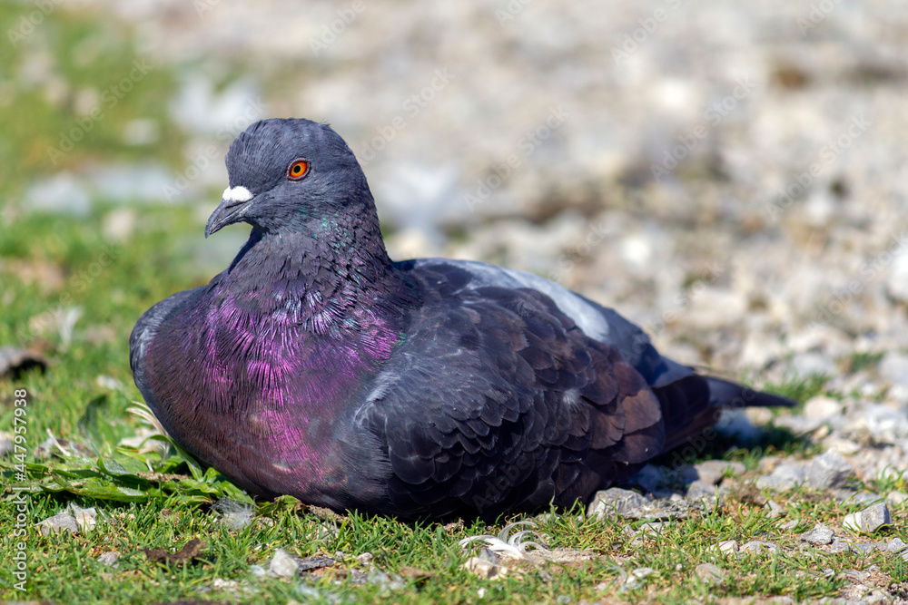 Obraz premium Pigeon at the lake of Schloss Nymphenburg