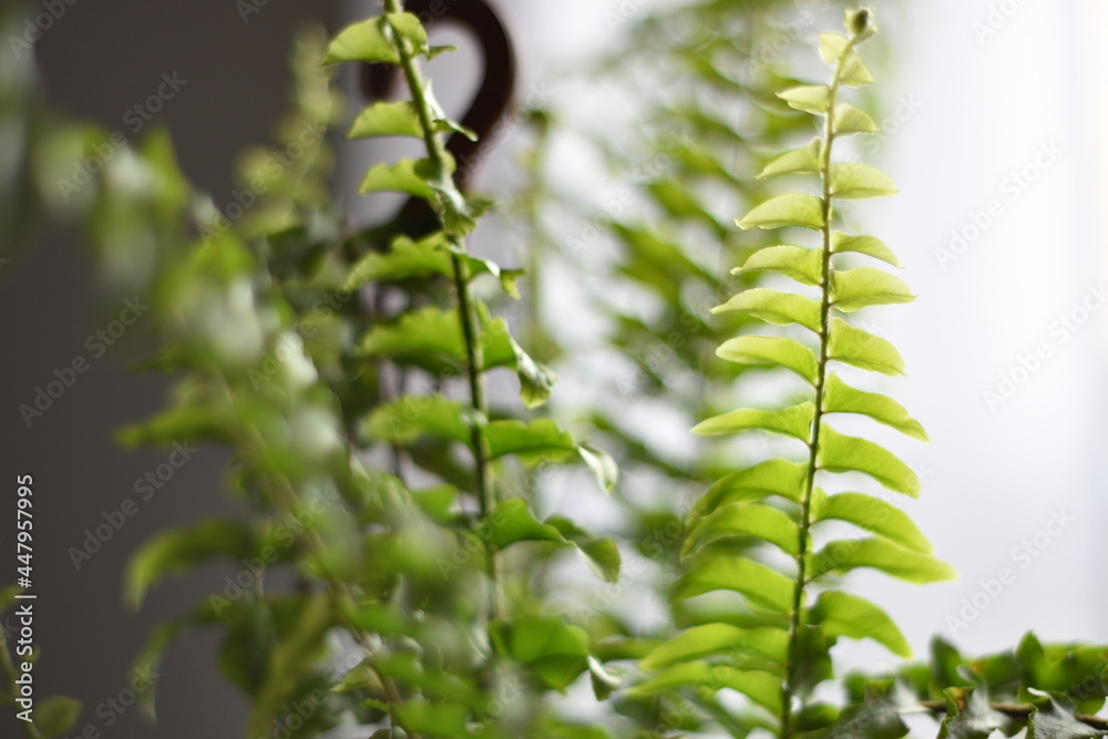 Fototapeta premium different angles of a fern on the table