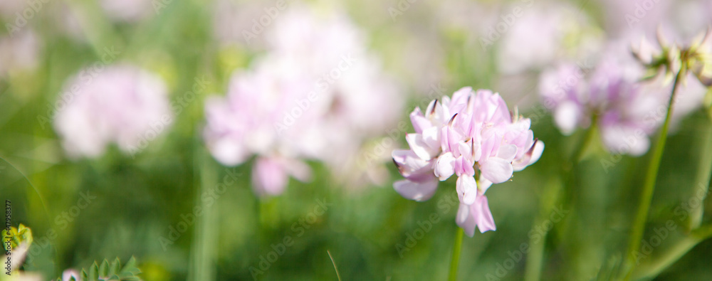 clover flowers on the field clover flowers on the field