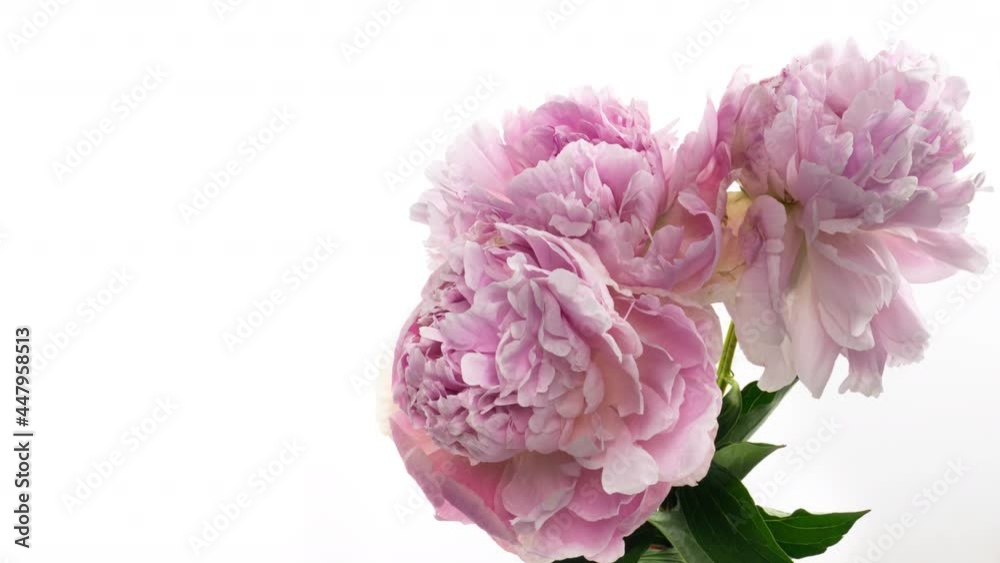 Beautiful pink Peony bouquet background. Blooming peony flowers open, time lapse, close-up. Wedding, macro, easter, spring, Love, birthday, valentine's day, holidays concept timelapse, place for text. Beautiful pink Peony bouquet background. Blooming peony flowers open, time lapse, close-up. Wedding, macro, easter, spring, Love, birthday, valentine's day, holidays concept timelapse, place for text.