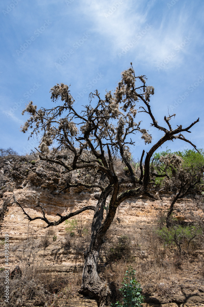 Dry mesquite tree in the rural area of Armadillo de los Infante, San Luis Potosi, Mexico