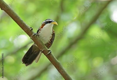 White-browed scimitar babbler. white-browed scimitar babbler is a species of bird in the family Timaliidae. It is found in Bangladesh, Bhutan, Cambodia, India, Laos, Myanmar, Nepal and Thailand. photo