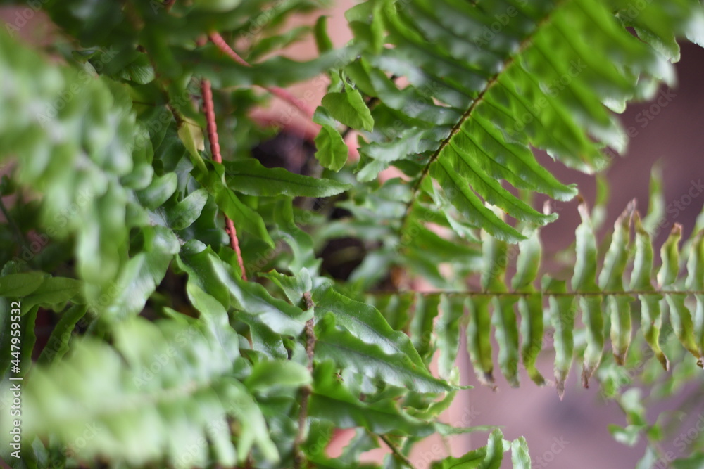 different angles of a fern on the table different angles of a fern on the table