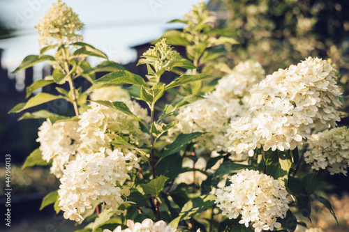 Bush of blossoming cultivar Hydrangea paniculata Limelight. Beautiful branches with white flowers in summer garden