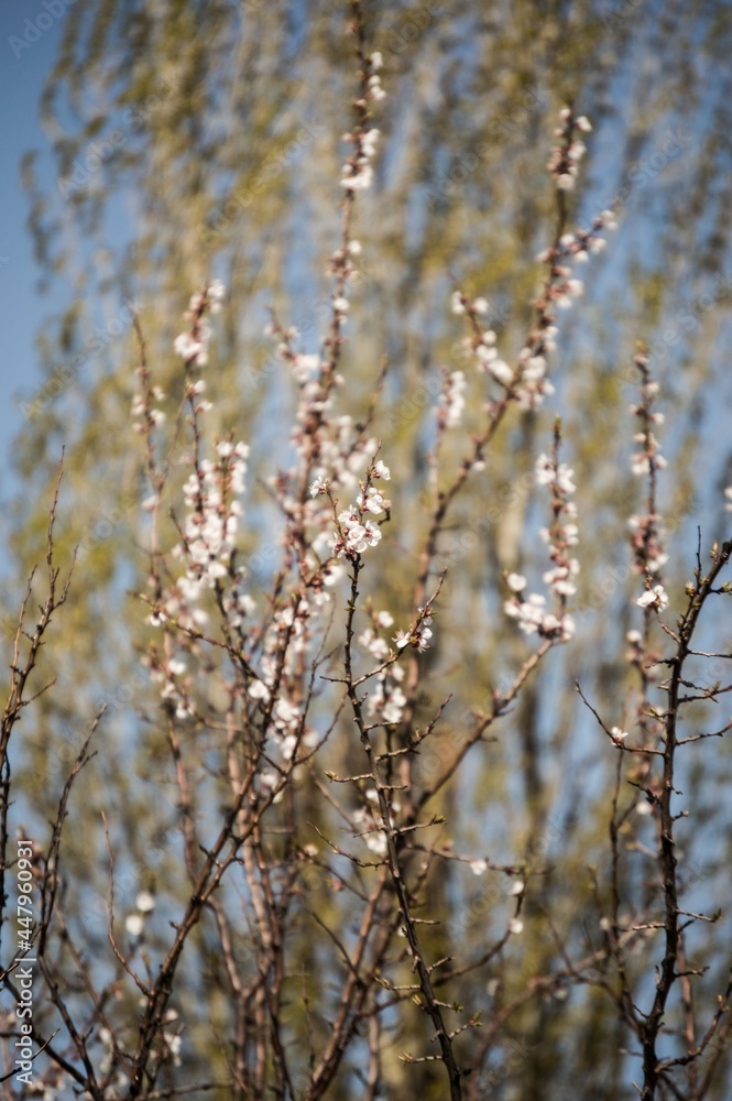 Thin branches of blooming apricot stretch up against blue sky Thin branches of blooming apricot stretch up against blue sky
