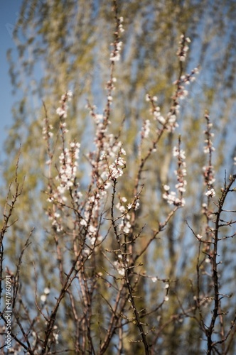 Thin branches of blooming apricot stretch up against blue sky