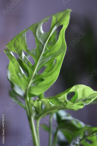 Wallpaper Mural a beautiful monstera plant on the table next to the window Torontodigital.ca