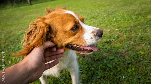 Cuadro en lienzo Petting Brittany Spaniel dog outside.Closeup of female dog