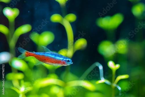 Cardinal Tetra Fish Swimming In Water Tank. photo