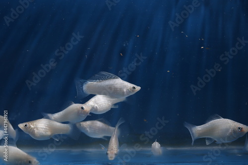 Ornamental Tropical fish Molly Platinum (Poecilia Sphenops) swimming with Blue background photo