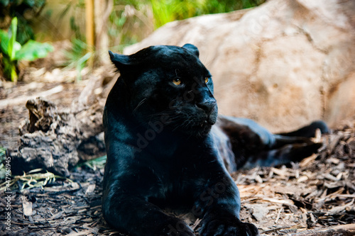 Panther black zoo laying down