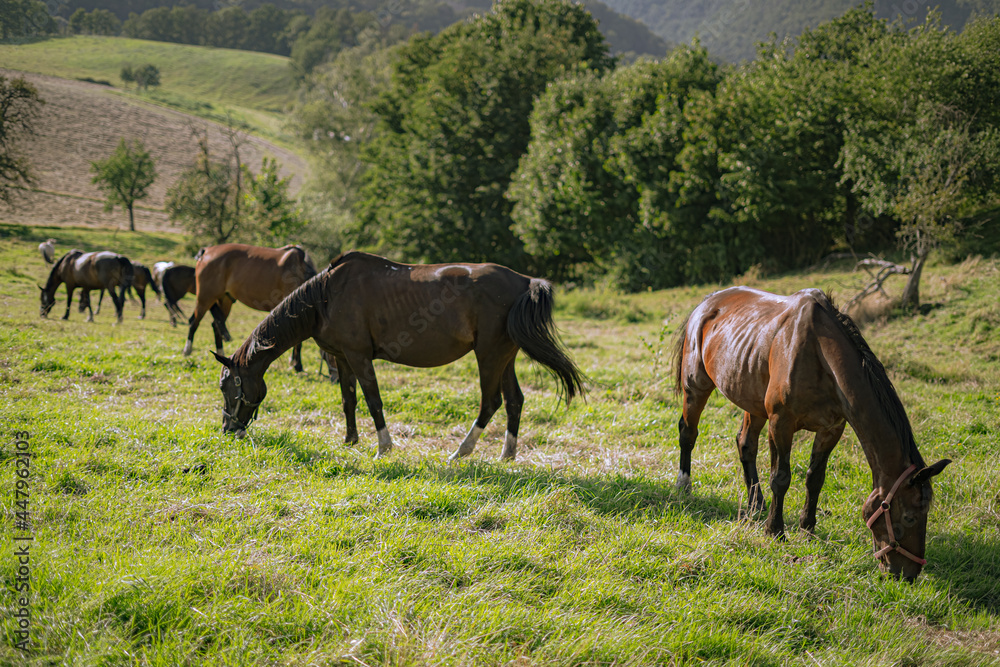 Group of horses peacefully grazing the grass on the mountainside Group of horses peacefully grazing the grass on the mountainside