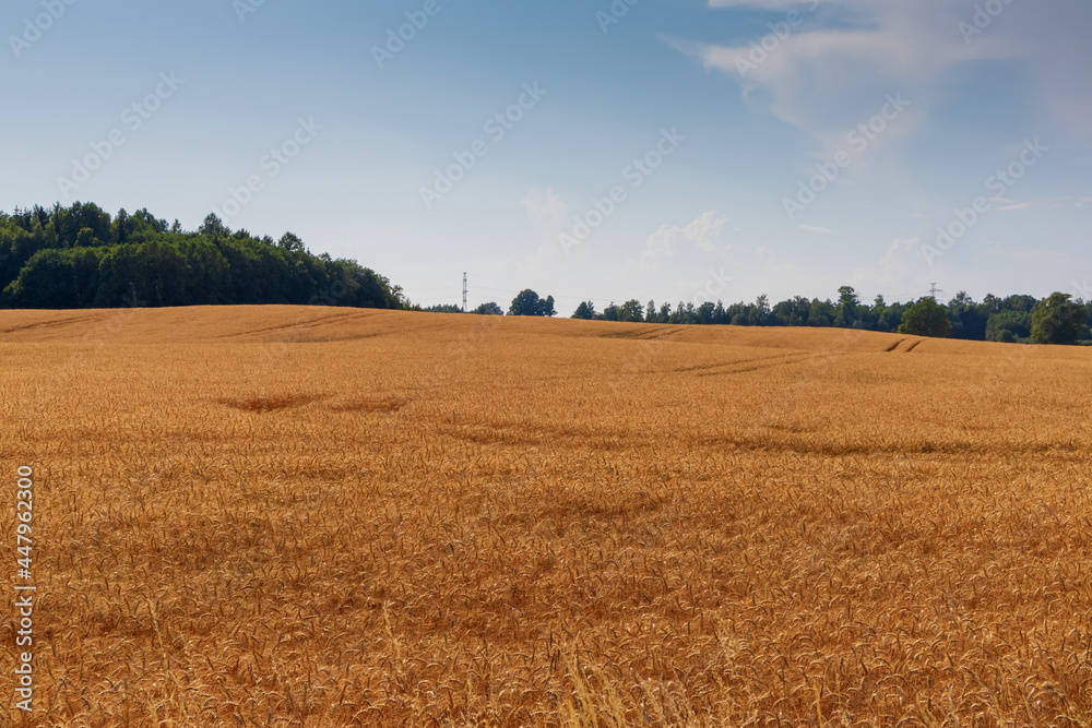 View from a large field with ripe wheat