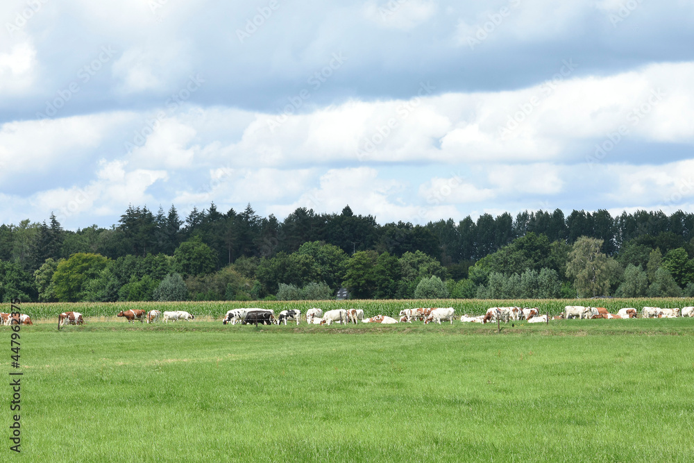 cows in a maedow in front of a camping site