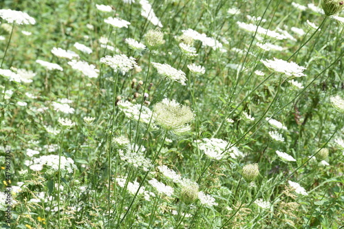 wild carrot blooming in nature reserve of kruisbergse Bossen in the Achterhoek photo