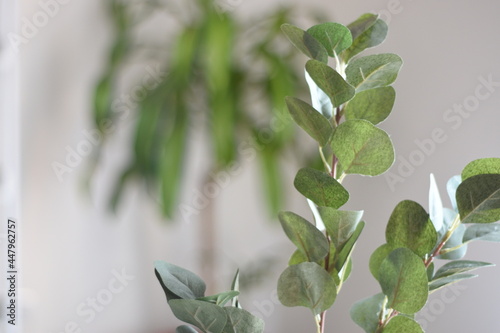 different leaves of the eucalyptus plant