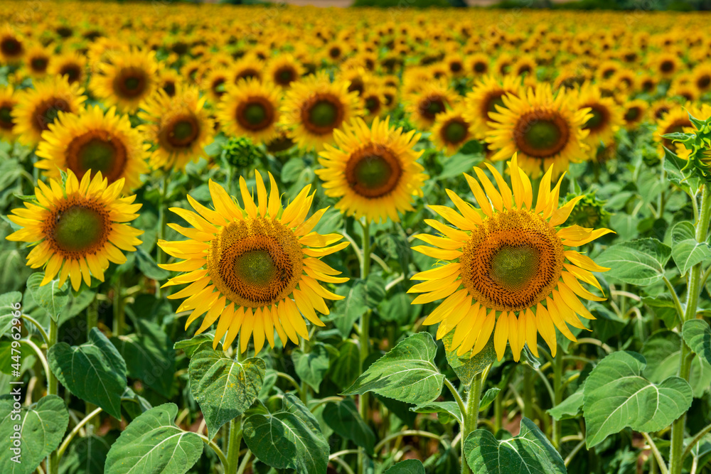 Sunflower Field. Beautiful sunflowers on sunny summer day. Sunflower Field. Beautiful sunflowers on sunny summer day.