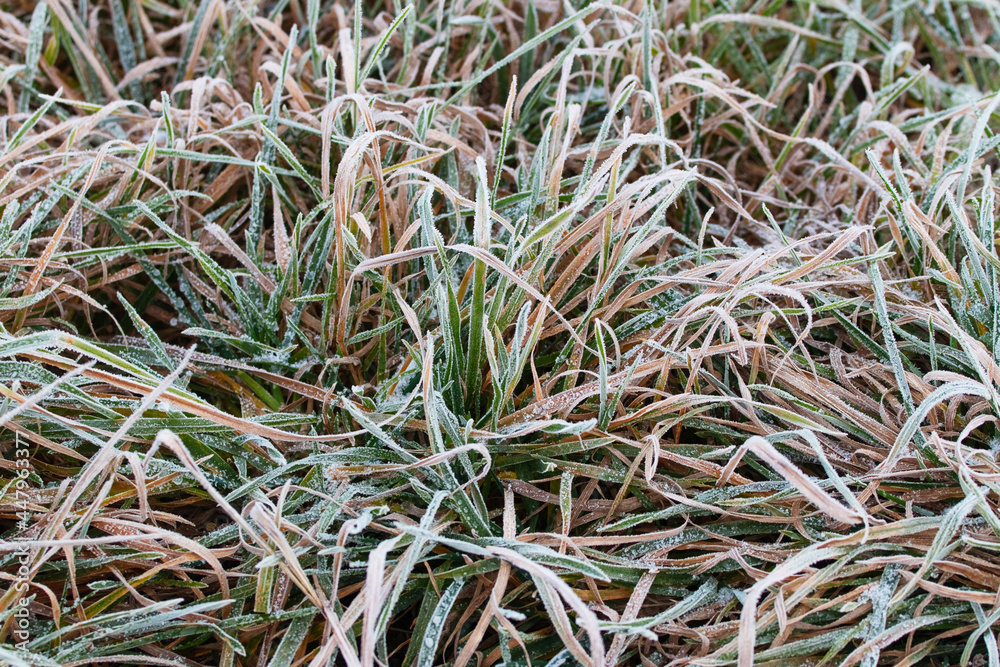 Frost-covered dry grass. Frosty winter morning Frost-covered dry grass. Frosty winter morning