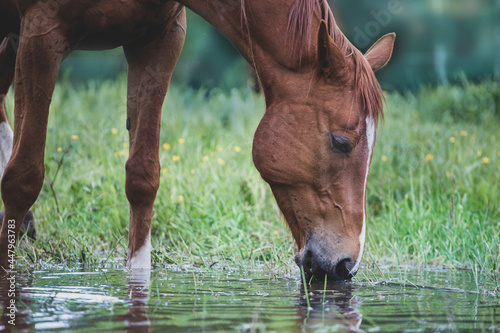 Relaxed horse drinks water. Horse head close up. Meadow and puddle. photo