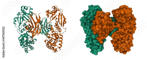 Obraz na płótnie Structure of diphtheria toxin dimer, 3D cartoon and Gaussian surface model isola