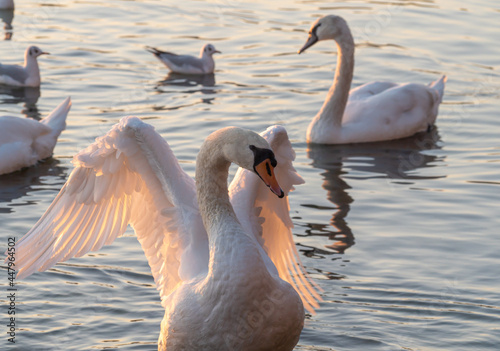 Beautiful View Of A Graceful Swan In Lake