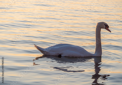 Fototapeta Naklejka Na Ścianę i Meble -  Beautiful View Of A Graceful Swan In Lake