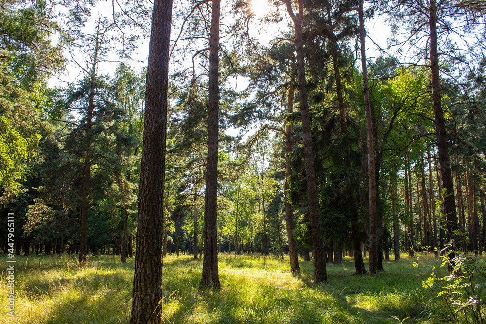 Obraz premium A tree in a forest.High quality photo