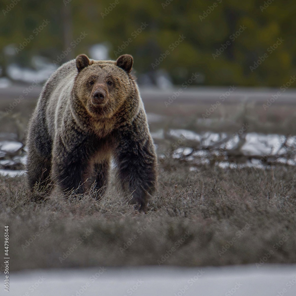 Fototapeta premium Bonita the grizzly bear.