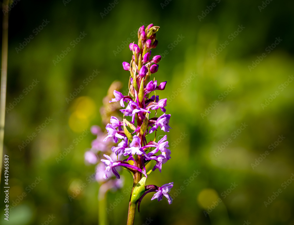 Obraz premium flowers