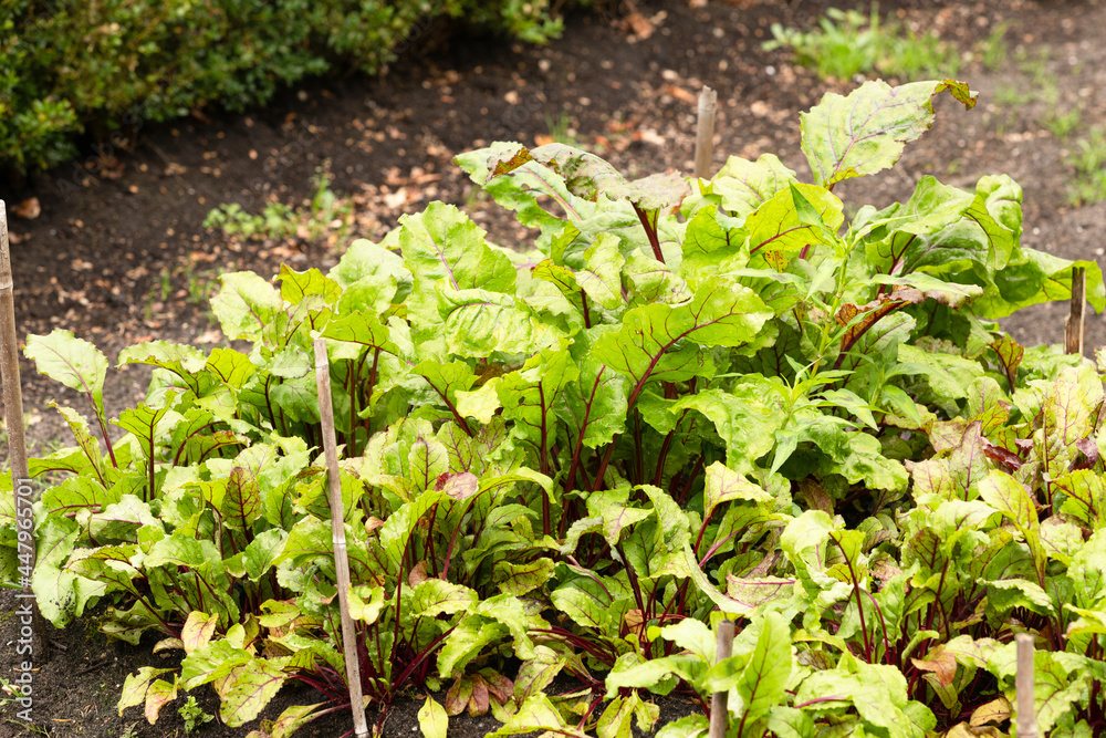 Rhubarb in a vegetable garden. Rhubarb in a vegetable garden.