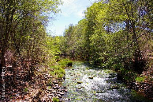 Clear water rushing through a creek with trees lining both banks