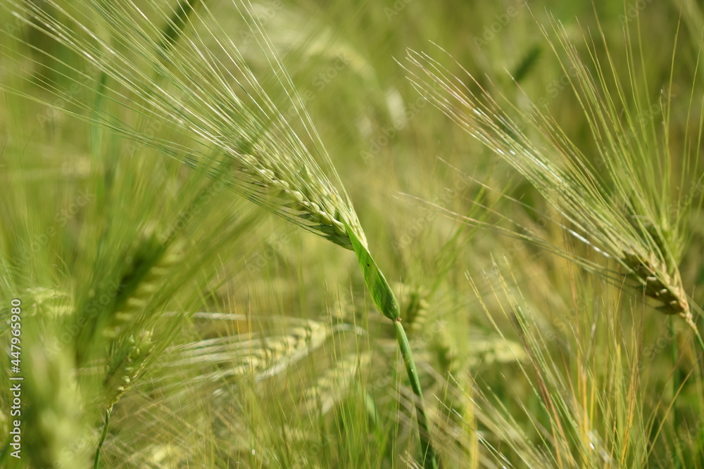 field, wheat, nature, agriculture, grass, plant, cereal, summer, crop, spring, grain, ear, farm, rye, barley, corn, food, meadow, macro, seed, growth, season, harvest, closeup, rural, detail, green, f