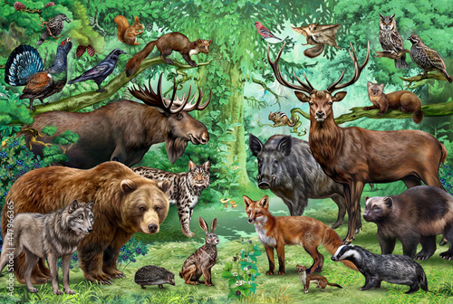 Fotografie Animals and birds of the taiga