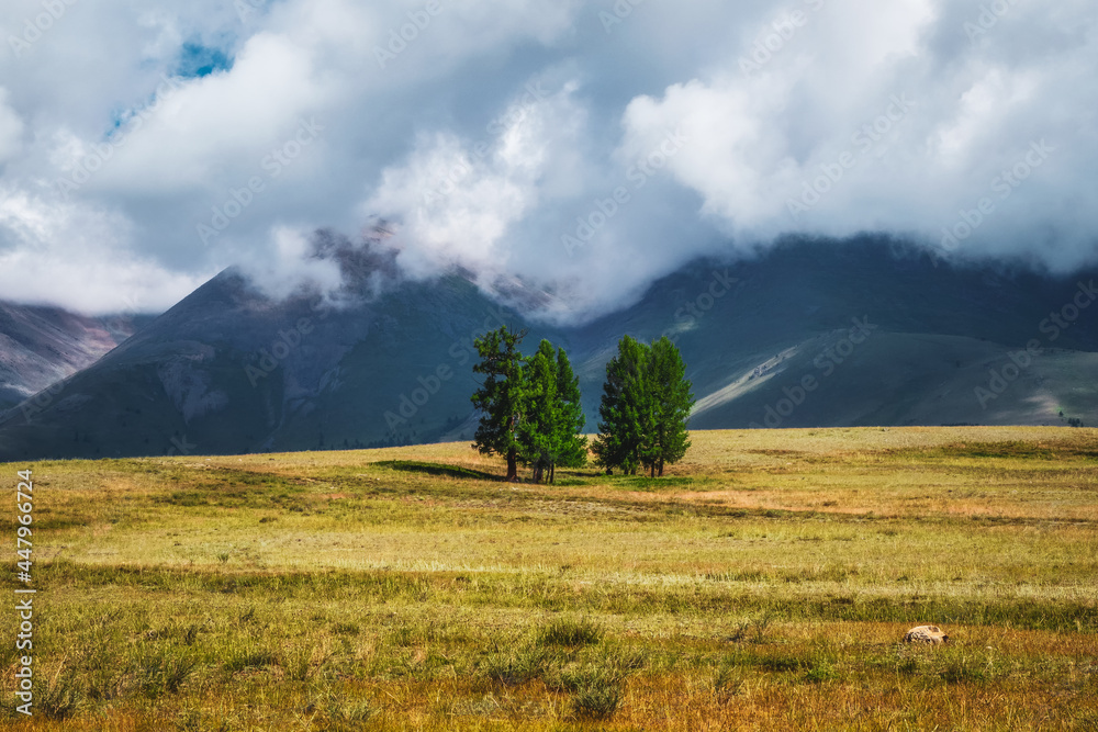 Atmospheric green landscape with tree in mountains. A close-standing group of green coniferous trees on a plateau against the backdrop of Alpine mountains with a dramatic sky.