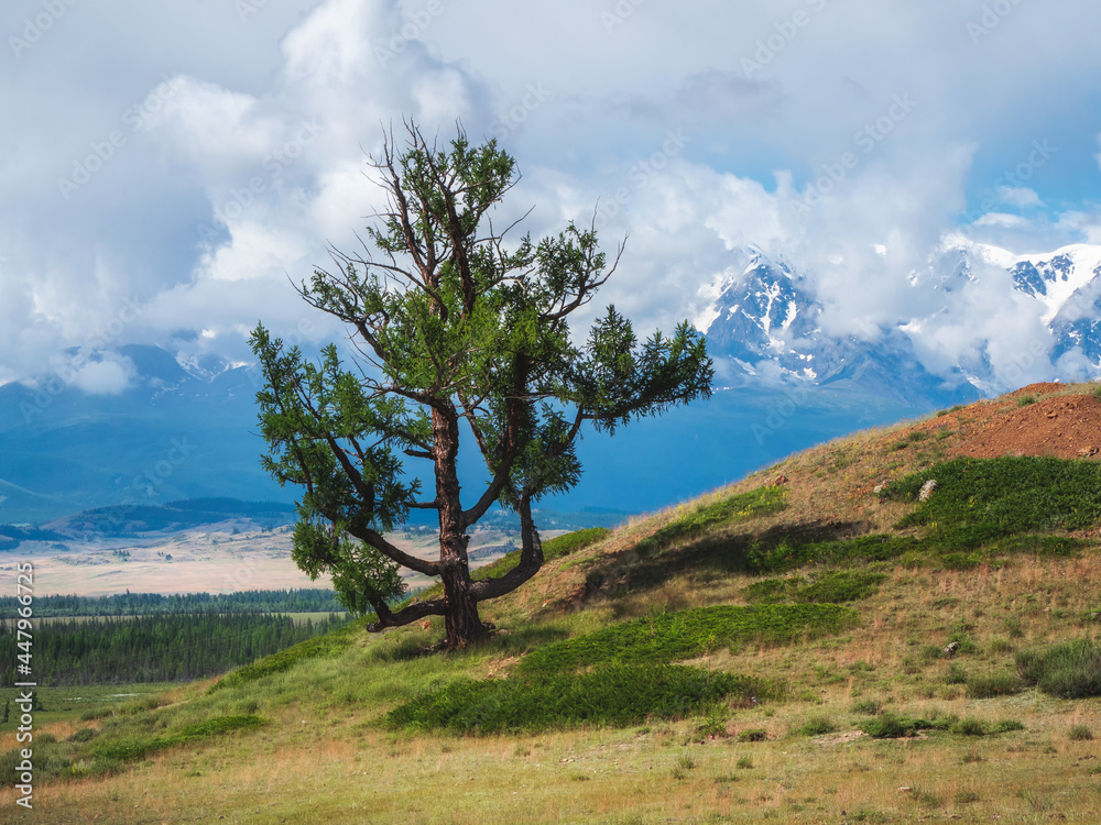 Obraz premium Bizarre lonely tree against the background of snow-capped mountains. Atmospheric green landscape with firs in mountains.